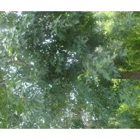 一級13白蠟樹