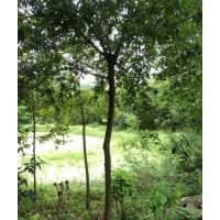 供應(yīng)木荷，2-15公分木荷大量供應(yīng)