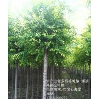 農(nóng)戶出售金葉榆地接。高接