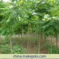火炬樹 河北火炬樹 保定火炬樹 火炬樹小苗