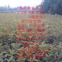 專供1-2年〈銀杏小苗，桂花小苗》