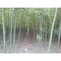 供應(yīng)漳河柳 垂柳 新疆楊 毛白楊 速生楊