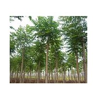 山東千頭椿.千頭椿價格.千頭椿供應(yīng)