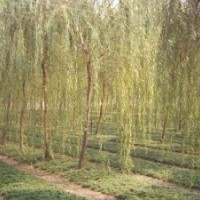 8-10公分15公分旱柳價(jià)格青島15-20公分青皮垂柳價(jià)格