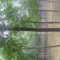國槐 8-40公分國槐基地