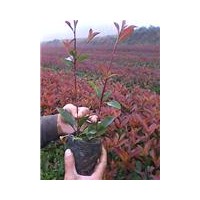 紅葉石楠