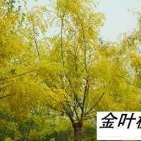 香花槐 火炬 柳樹(shù)