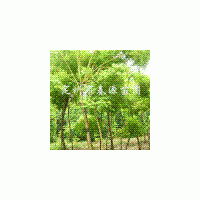 金枝槐