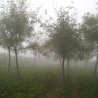12公分國槐