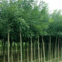 大量出售國(guó)槐，安徽合肥國(guó)槐樹(shù)