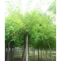 低價供應國槐|法桐|火炬|香花槐|千頭椿|欒樹|垂柳|速生柳|金葉榆