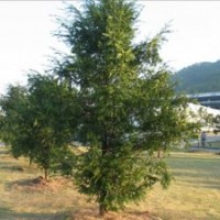 南方紅豆杉3-8公分