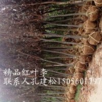 供應(yīng)紅葉李，3公分，5公分，7公分，9公分