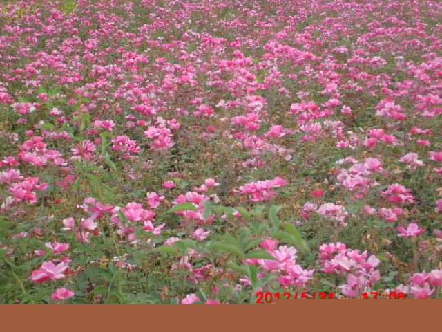 32萬畝直銷豐花月季.紅帽月季.薔薇.玫瑰.