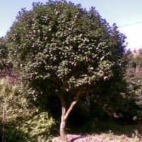 福建茶花，五彩茶花，泉州茶花，赤丹茶花，茶花小苗，十八學(xué)士
