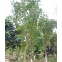 廣東藍(lán)花楹