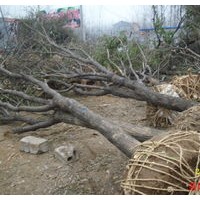 國槐、法桐、白臘、合歡、垂柳