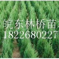 蜀儈
