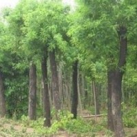 大國槐 國槐種植 國槐價(jià)格 國槐小苗