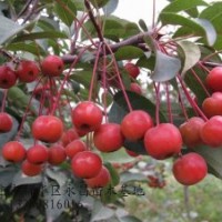 長期供應(yīng)北美海棠-紅麗