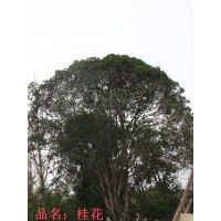 苗圃搬遷精品桂花、黃桷蘭等出售，量多從優(yōu)！