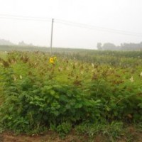 內(nèi)蒙花灌木珍珠梅 沙地云杉、沈陽檜柏、側(cè)柏 紫丁香、紅丁香、四