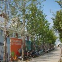 特價(jià)銷售14-30公分銀杏樹(shù)