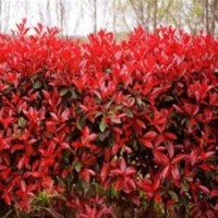 紅葉石楠出售，紅葉石楠價(jià)格，紅葉石楠生產(chǎn)基地