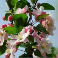 八棱海棠樹展現(xiàn)的四季之美