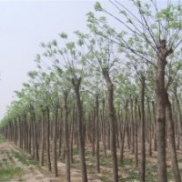 長期供應國槐，白臘，衛(wèi)矛