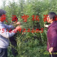東（冬）紅歐洲白蠟?zāi)睦镒畋阋耍?/></a>
<div><a href=