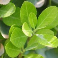 長(zhǎng)期供應(yīng)高桿冬青、紫薇、馬褂樹、臘梅、黃楊等苗木。