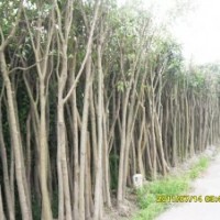 供應(yīng)高桿冬青、紫薇、馬褂木、臘梅、黃楊、紅綠梅、月季、蜀檜、
