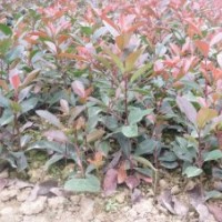 供應(yīng)紅葉石楠、紫薇、馬褂木