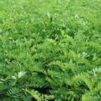 供應山西刺槐，刺槐小苗3公分----15 公分刺槐