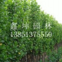 北海道黃楊價(jià)格表格