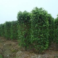 廣東苗木垂葉榕柱-低價(jià)垂葉榕柱直銷-垂葉榕柱苗木批發(fā)
