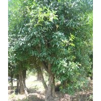 湖南綠化苗木花木楊梅樹(shù)湖南四季紅苗圃苗木花木楊梅