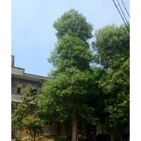 四川香樟，香樟基地，重慶香樟，香樟景觀樹