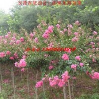 供應(yīng)紅花紫薇 烏桕 桂花 廣玉蘭 無患子等合肥苗木