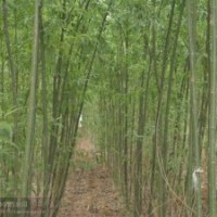 濟寧速生白蠟苗供應(yīng)商天津速生白蠟苗供應(yīng)商