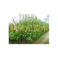 供應(yīng)專售【木槿價格】【木槿花 】 哪里最便宜？