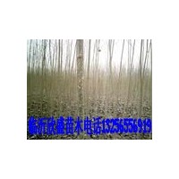 大量供應(yīng)107楊樹(shù)苗米徑2——3公分價(jià)2.5元包上車(chē)