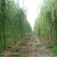 垂柳價(jià)格