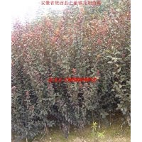 2013年春季小苗供應(yīng)-紅葉李 三角楓 木瓜
