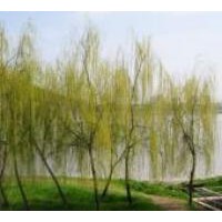 【柳樹】山西金絲垂柳、旱柳、3公分柳樹、5公分柳樹供應(yīng)