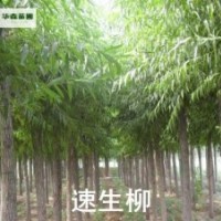 速生柳,法桐,國槐