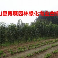 秋楓