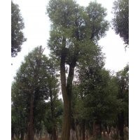 移栽香樟