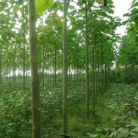 【精品推薦】供應(yīng)5-25cm泡桐，冠形優(yōu)美，價(jià)格低廉，5000棵。